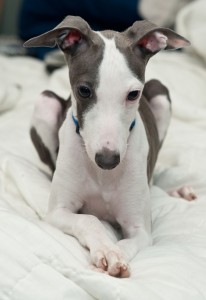 greyhound rescue italian