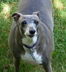 SAMSUNG DIGITAL CAMERA