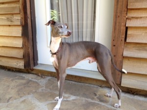 asher8