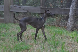 bruno4